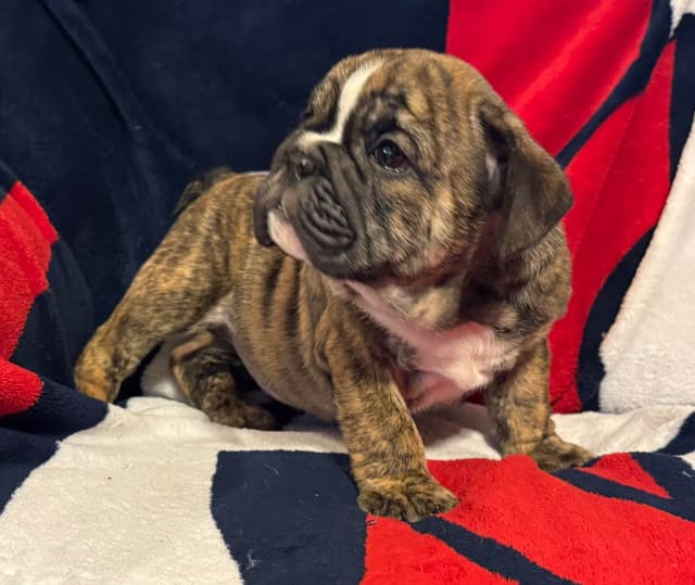 Gorgeous Bulldog Puppies media 12