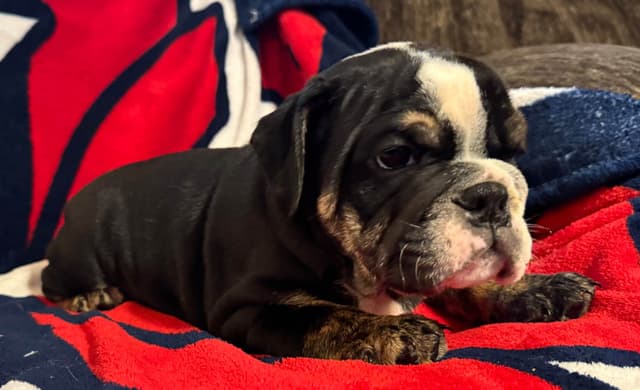 Scooby and the Gang! Bulldog Puppies media 2
