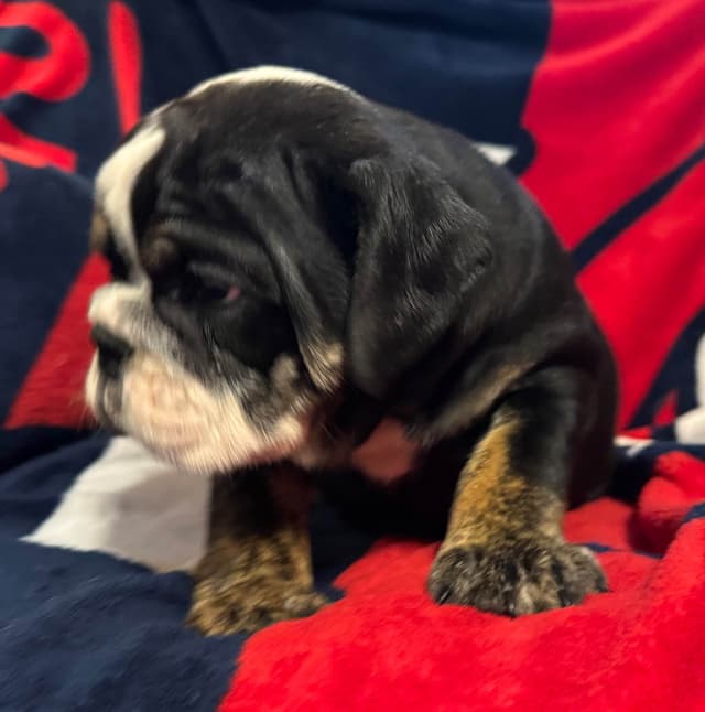 Scooby and the Gang! Bulldog Puppies media 3