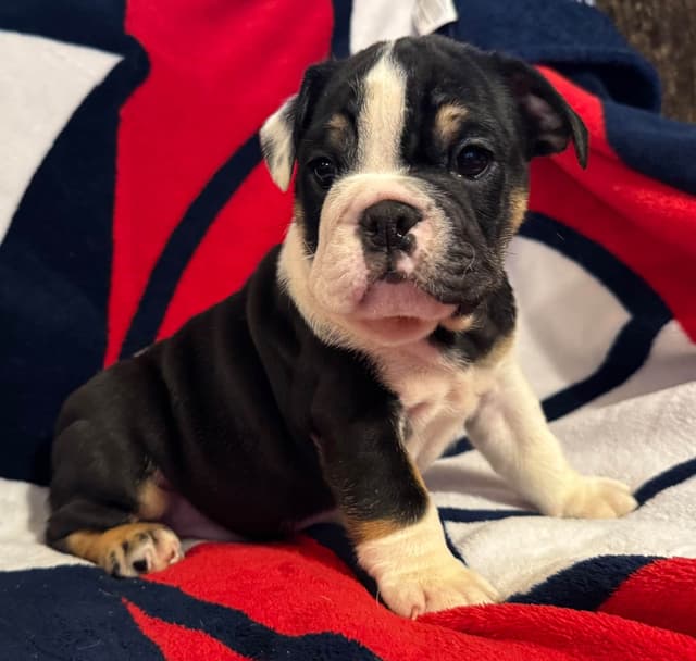Scooby and the Gang! Bulldog Puppies media 7