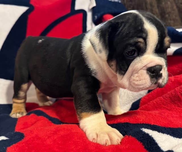 Scooby and the Gang! Bulldog Puppies media 6