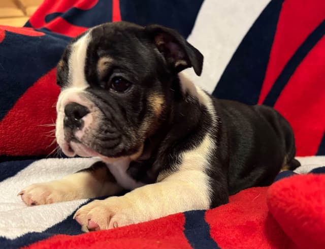 Scooby and the Gang! Bulldog Puppies media 5