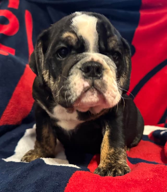 Scooby and the Gang! Bulldog Puppies media 4