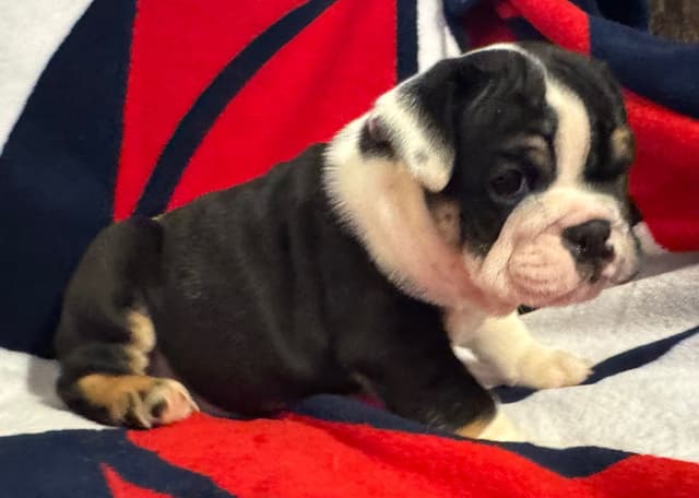 Scooby and the Gang! Bulldog Puppies media 8