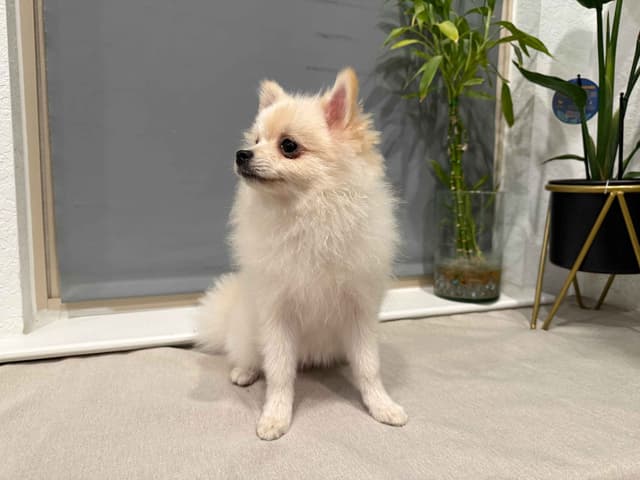 Pomeranian Puppies media 2