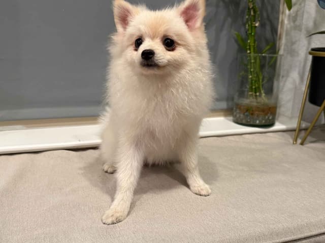 Pomeranian Puppies media 3
