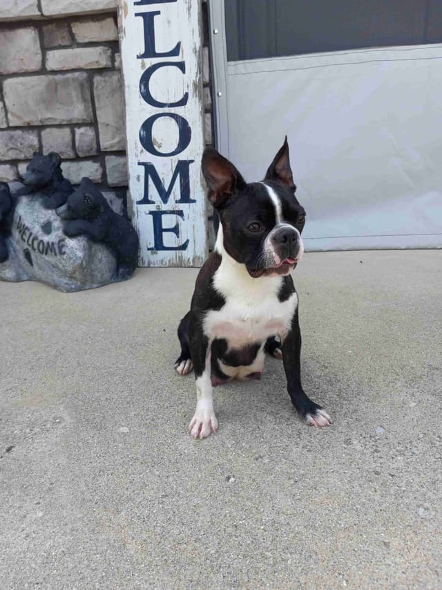 Boston Terrier Puppies media 2