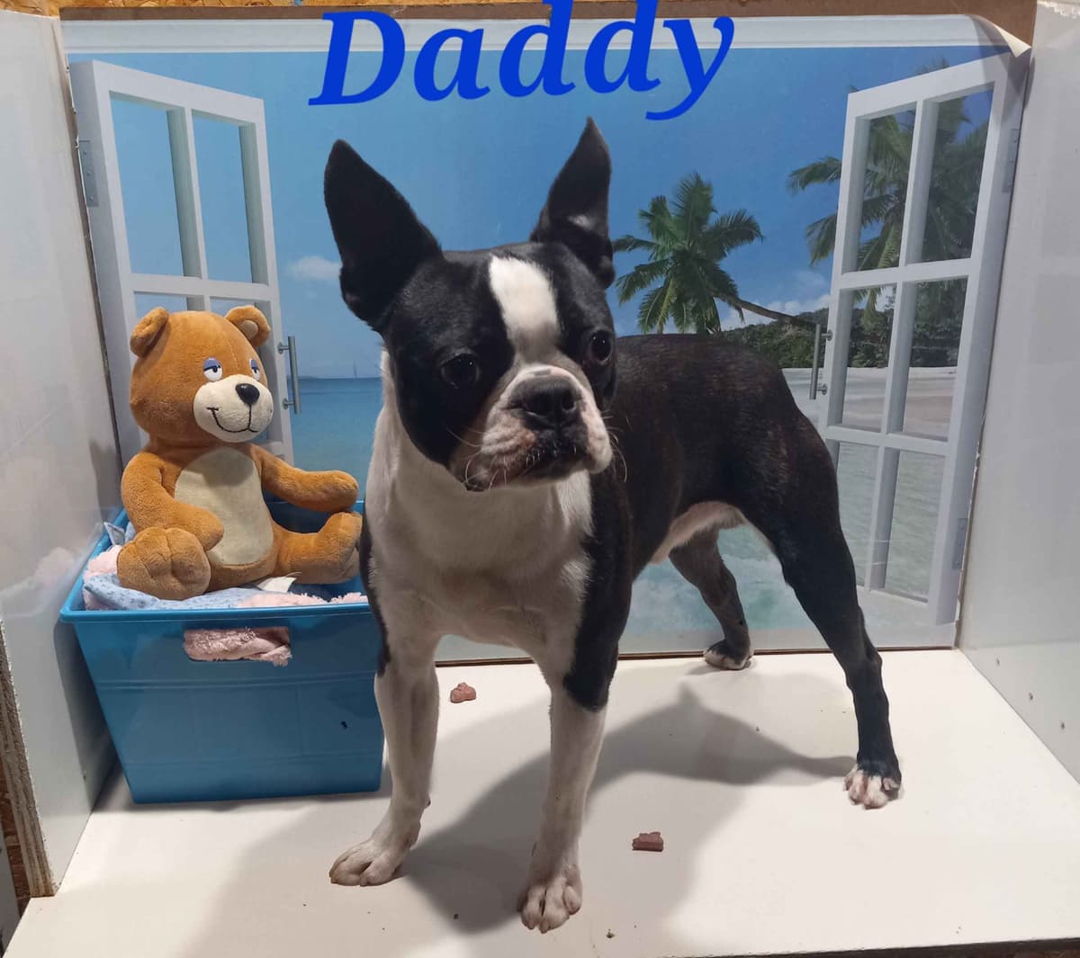 Boston Terrier Puppies breeder image 1