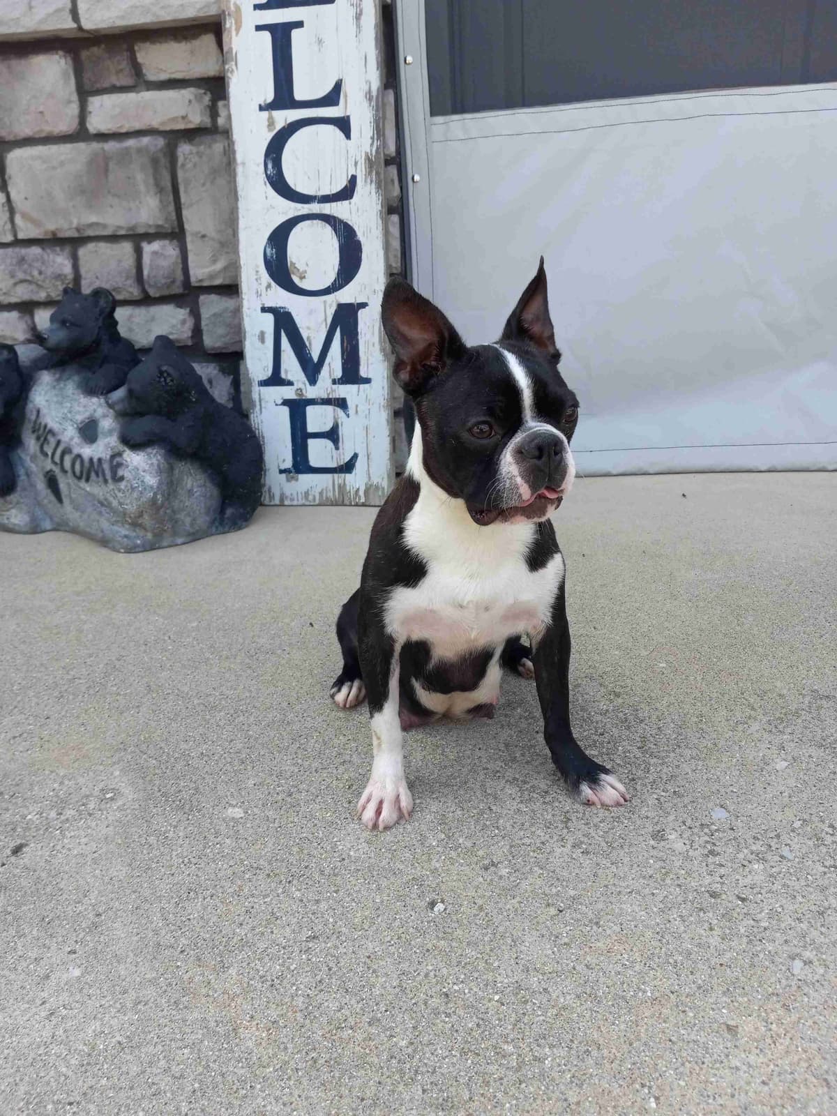 Boston Terrier Puppies breeder image 2