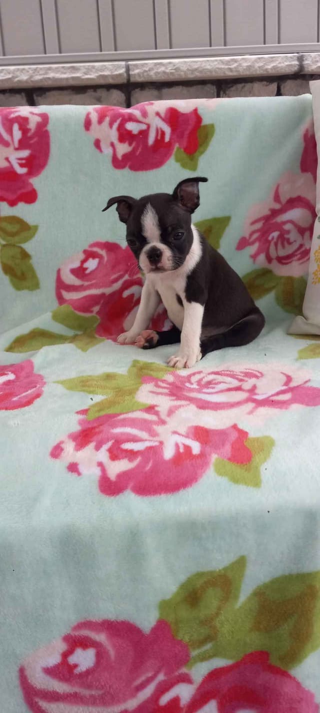 Boston Terrier Puppies media 3