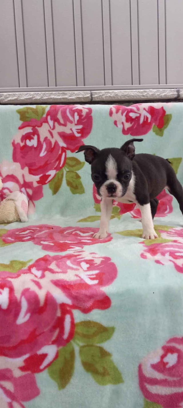 Boston Terrier Puppies media 2
