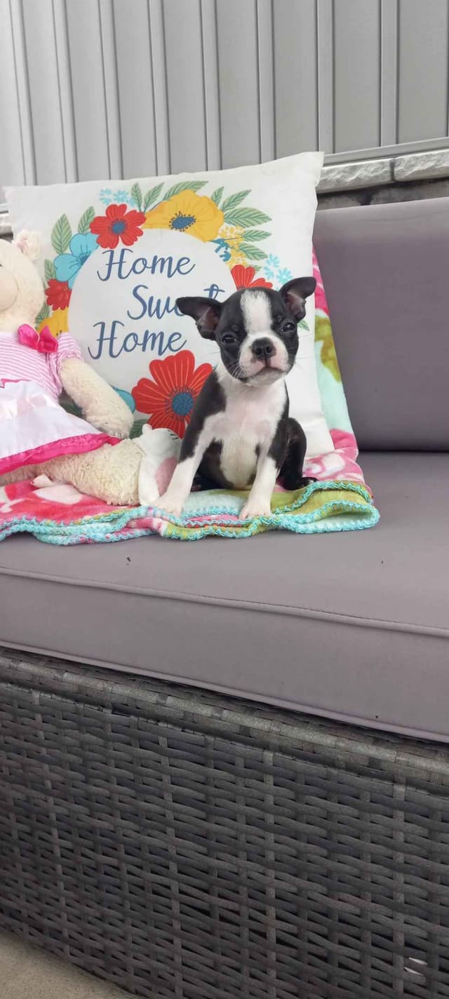 Boston Terrier Puppies media 4