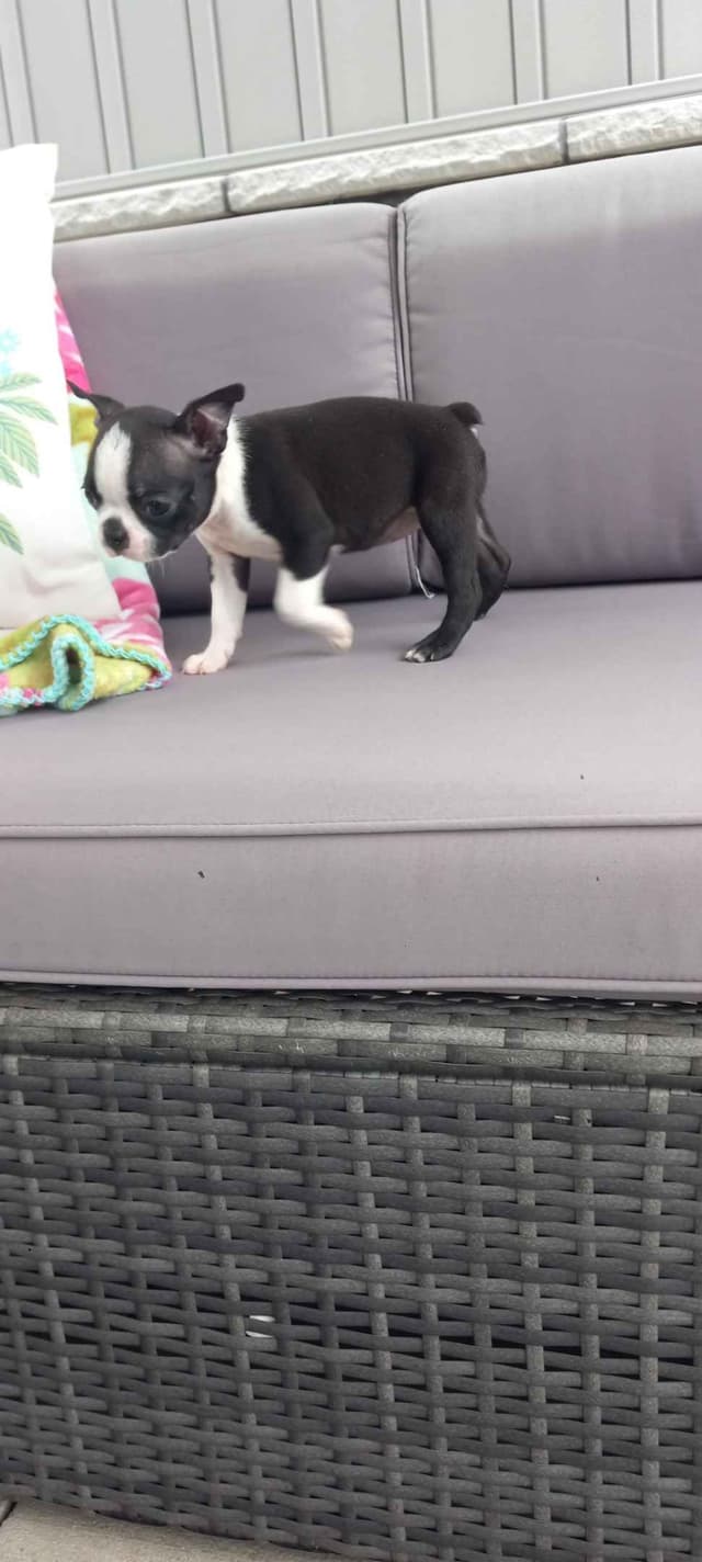 Boston Terrier Puppies media 5