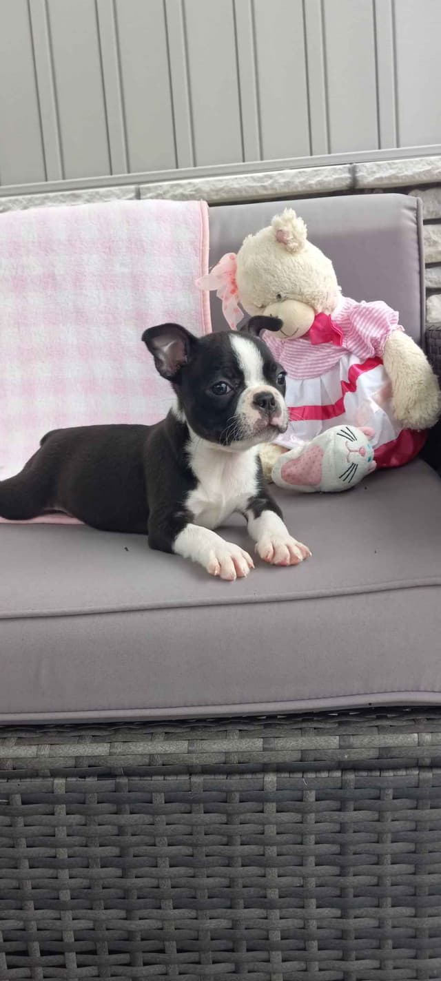 Boston Terrier Puppies media 7