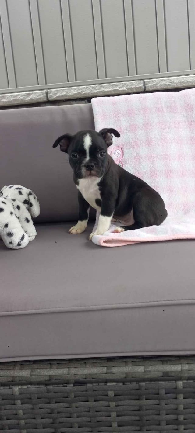 Boston Terrier Puppies media 6