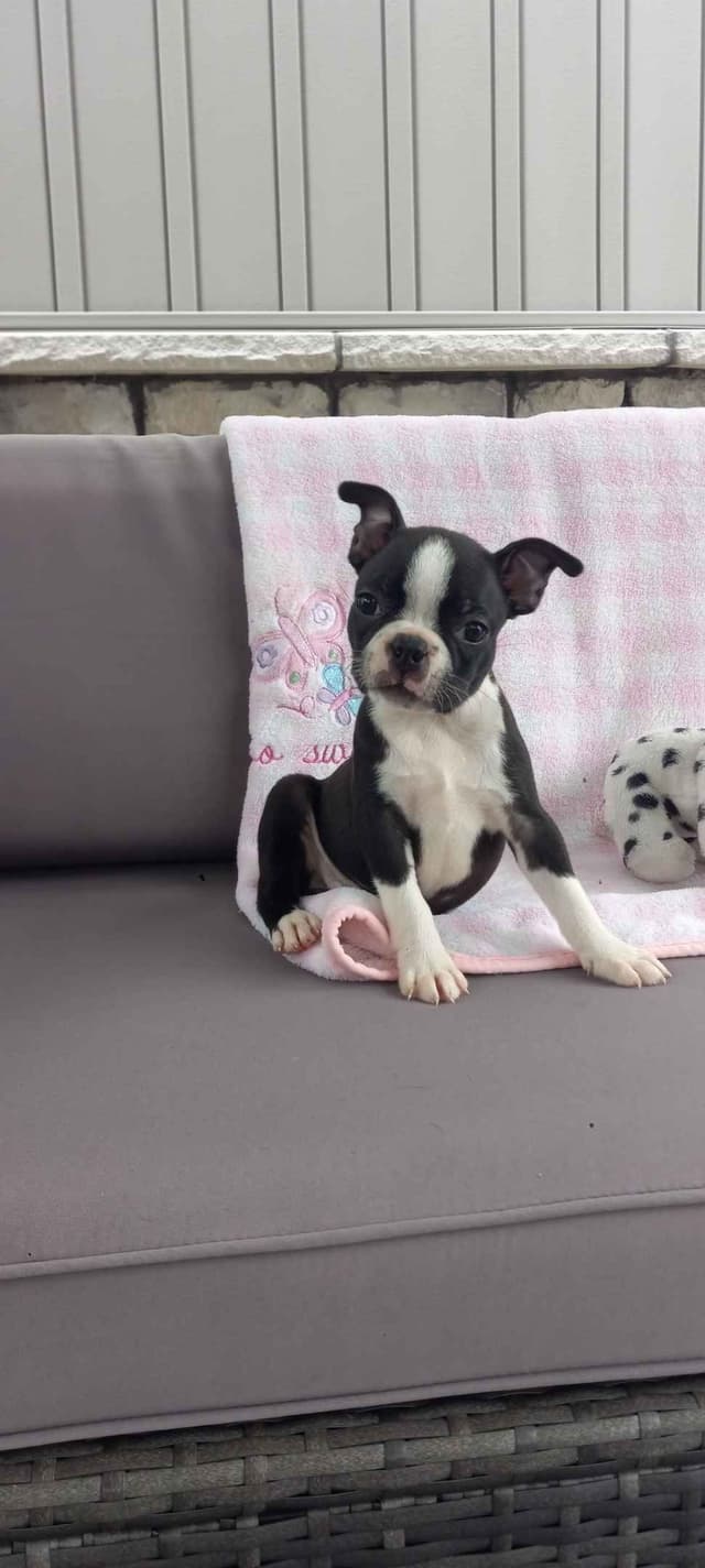 Boston Terrier Puppies media 8