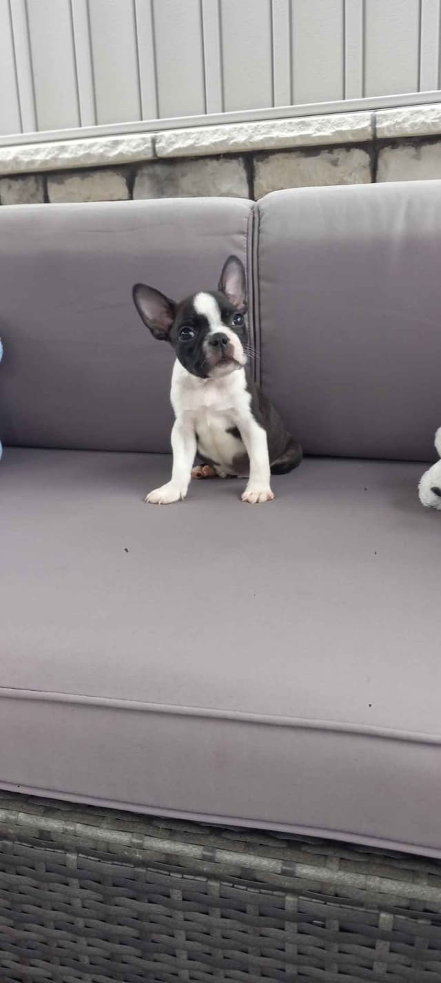 Boston Terrier Puppies media 9
