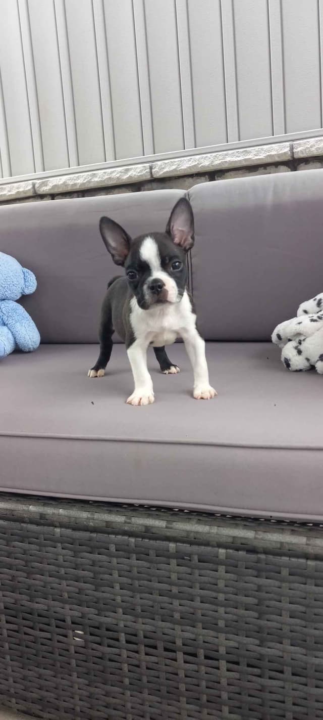 Boston Terrier Puppies media 10