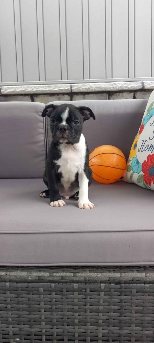 Boston Terrier Puppies media 11