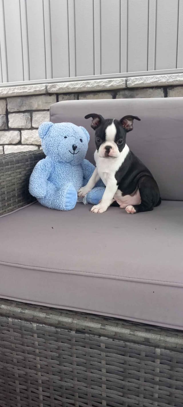 Boston Terrier Puppies media 3