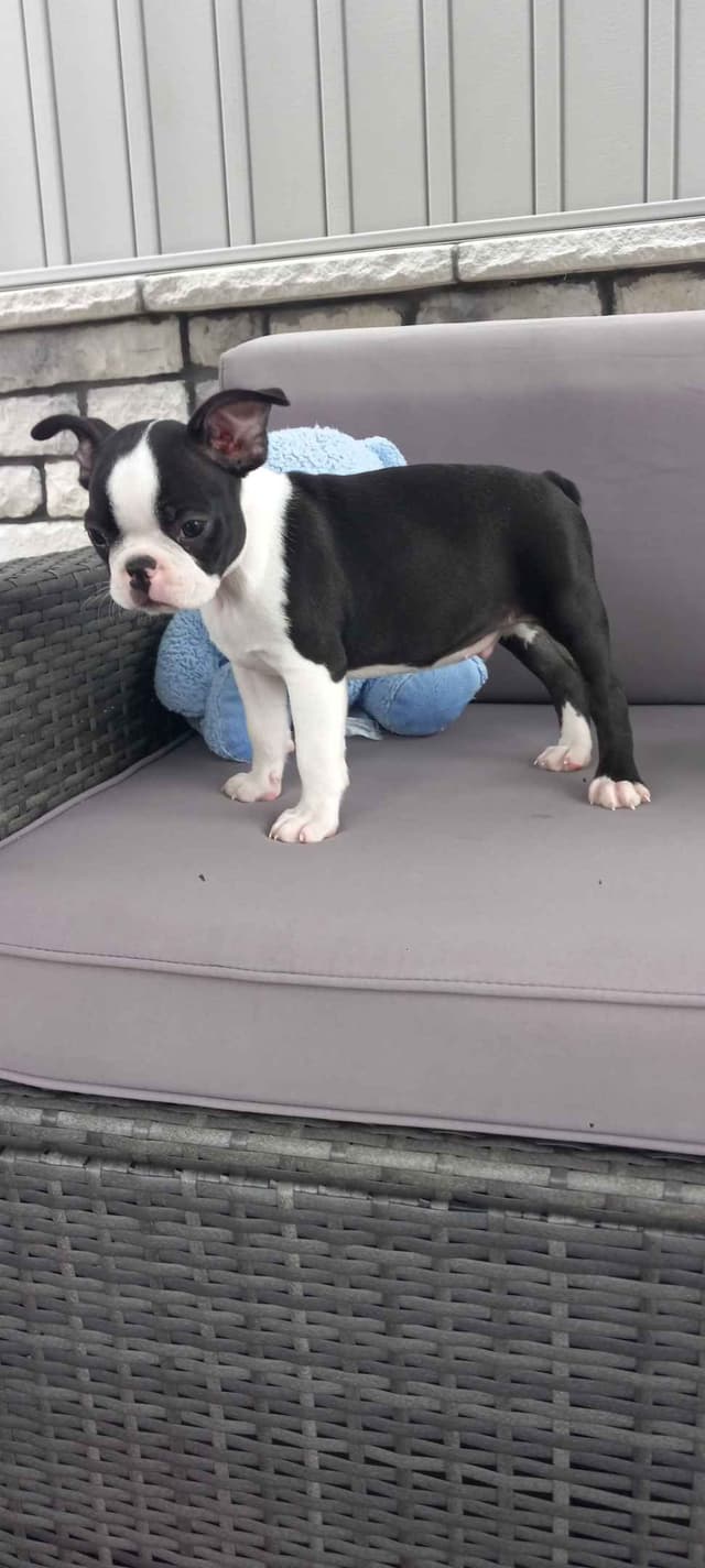 Boston Terrier Puppies media 4