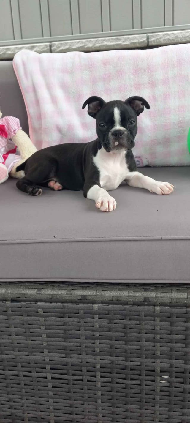Boston Terrier Puppies media 5