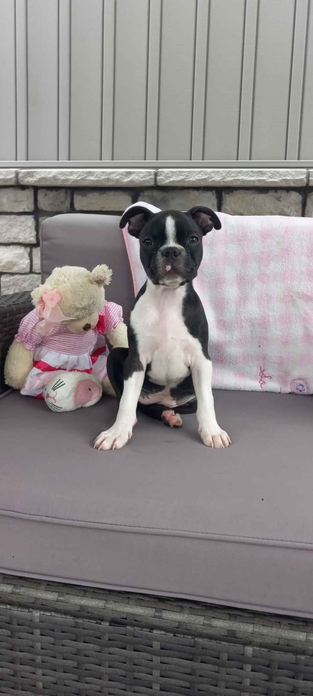 Boston Terrier Puppies media 6