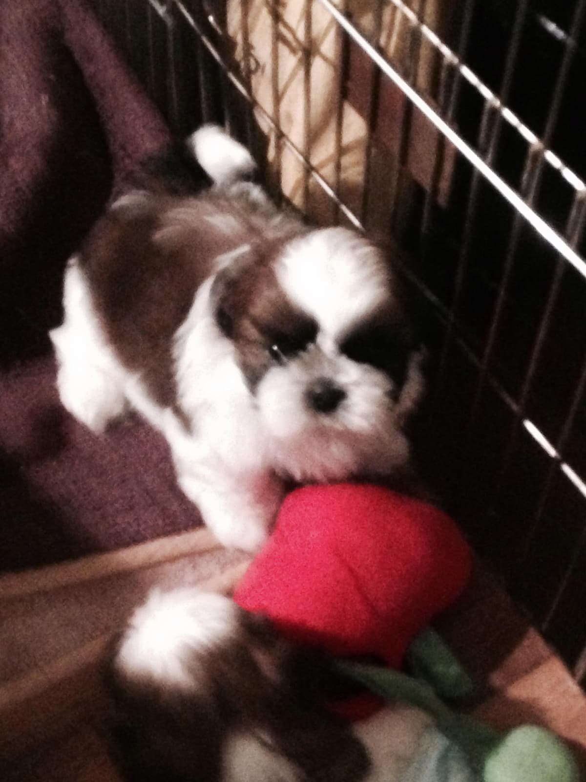 Shih Tzu Puppies breeder image 7