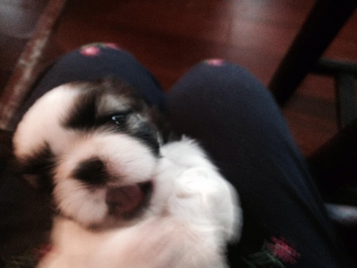 Shih Tzu Puppies breeder image 8