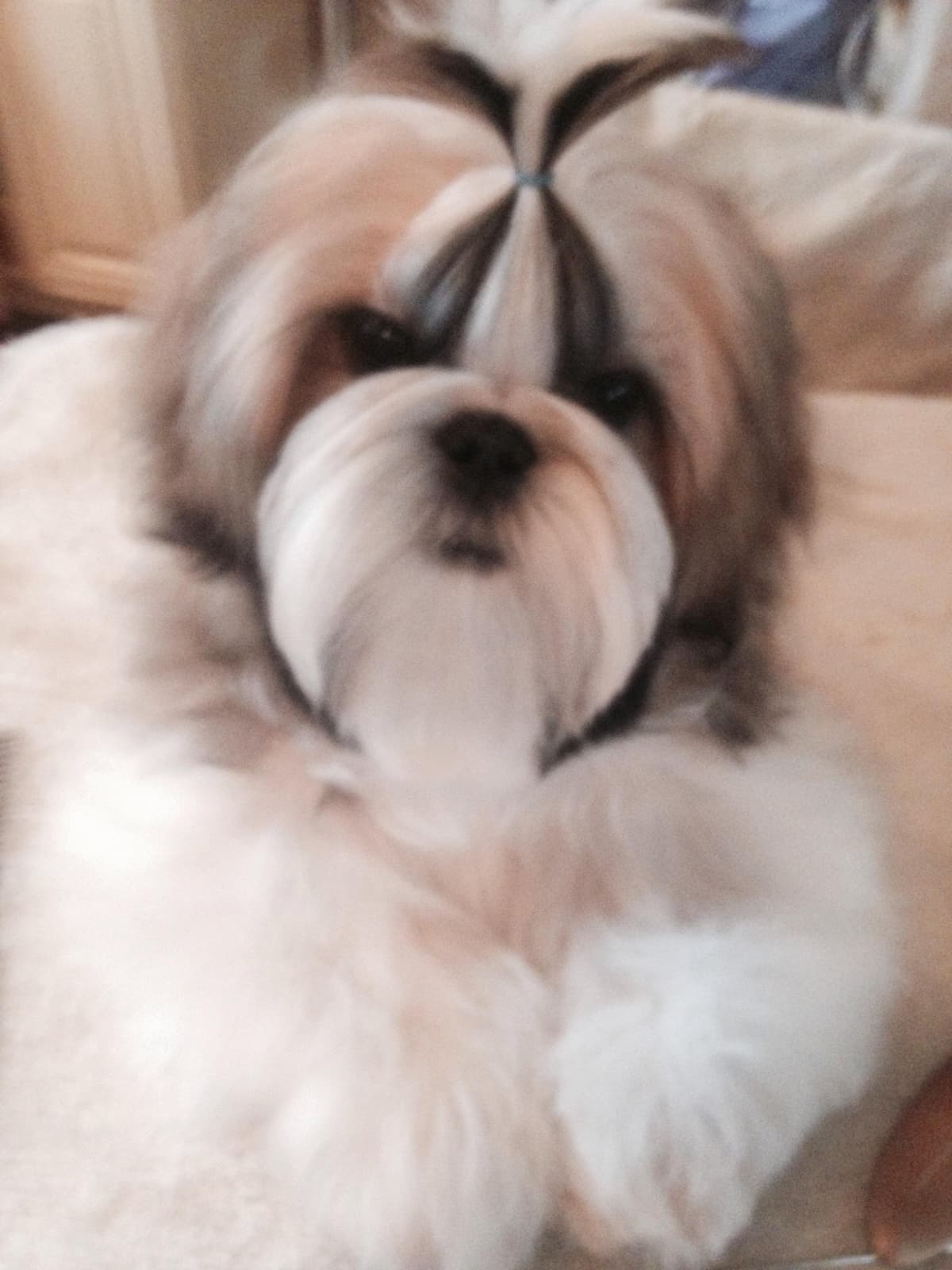 Shih Tzu Puppies breeder image 6