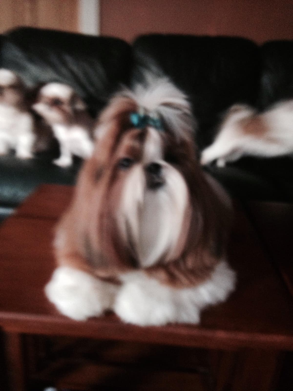 Shih Tzu Puppies breeder image 9