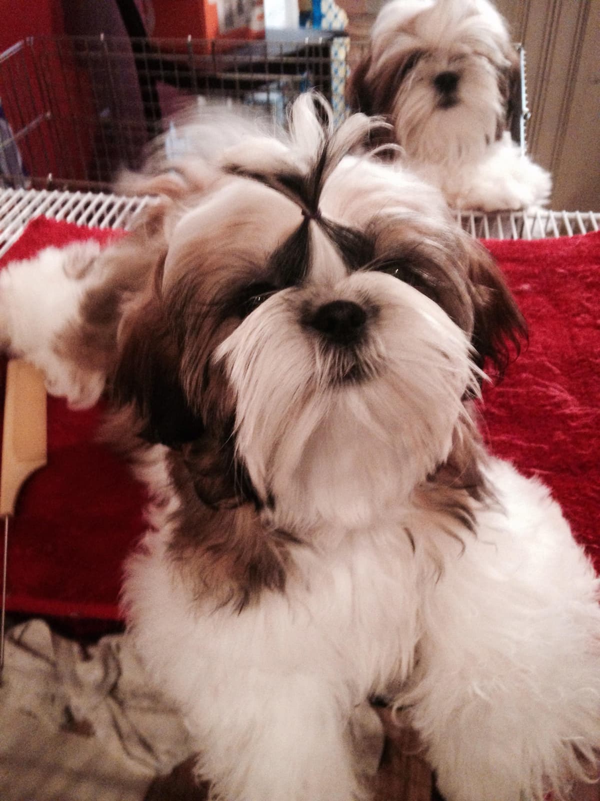 Shih Tzu Puppies breeder image 5