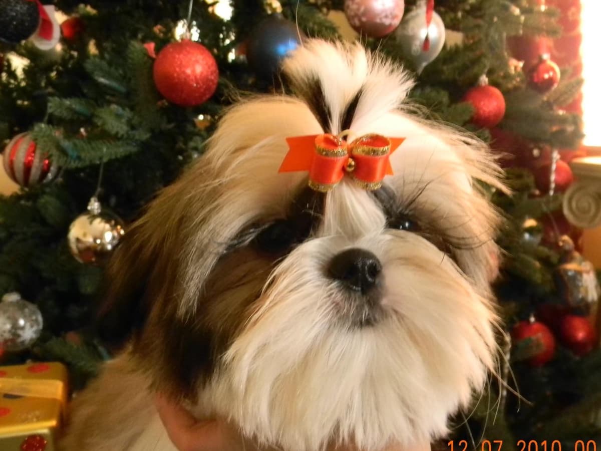 Shih Tzu Puppies breeder image 4