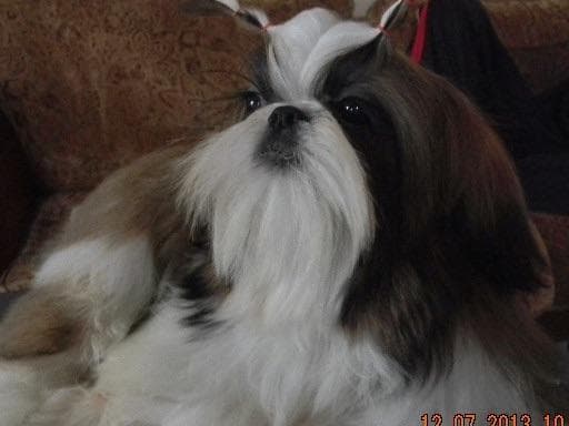 Shih Tzu Puppies breeder image 10