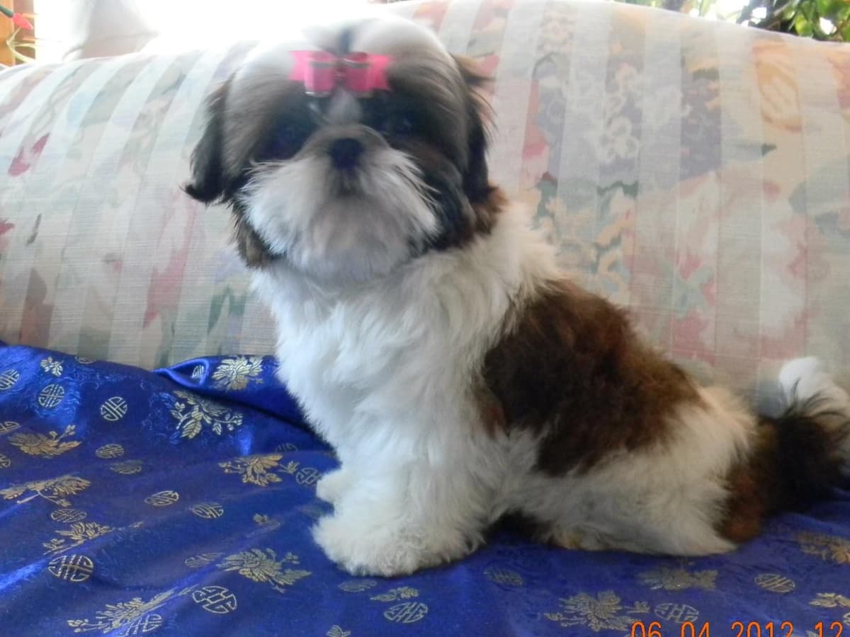 Shih Tzu Puppies breeder image 1