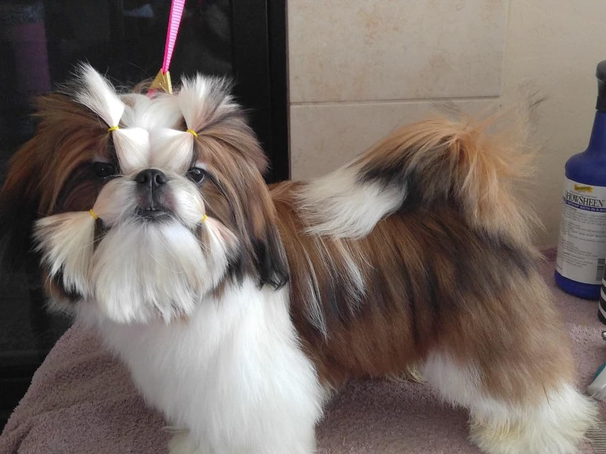 Shih Tzu Puppies breeder image 11
