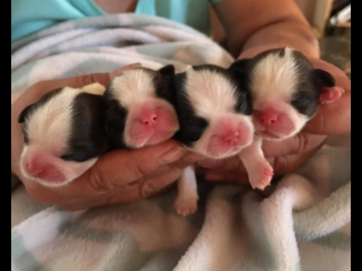 Shih Tzu Puppies breeder image 13