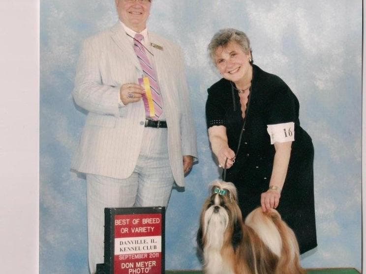 Shih Tzu Puppies breeder image 14