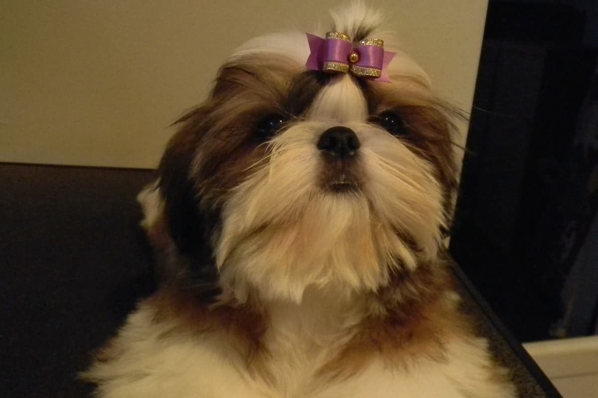 Shih Tzu Puppies breeder image 3