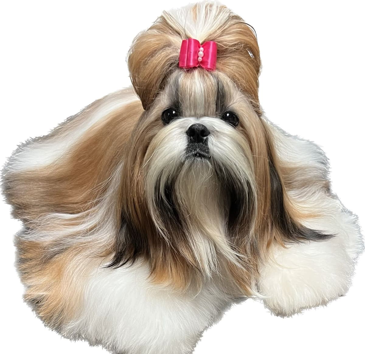 Shih Tzu Puppies breeder image 15