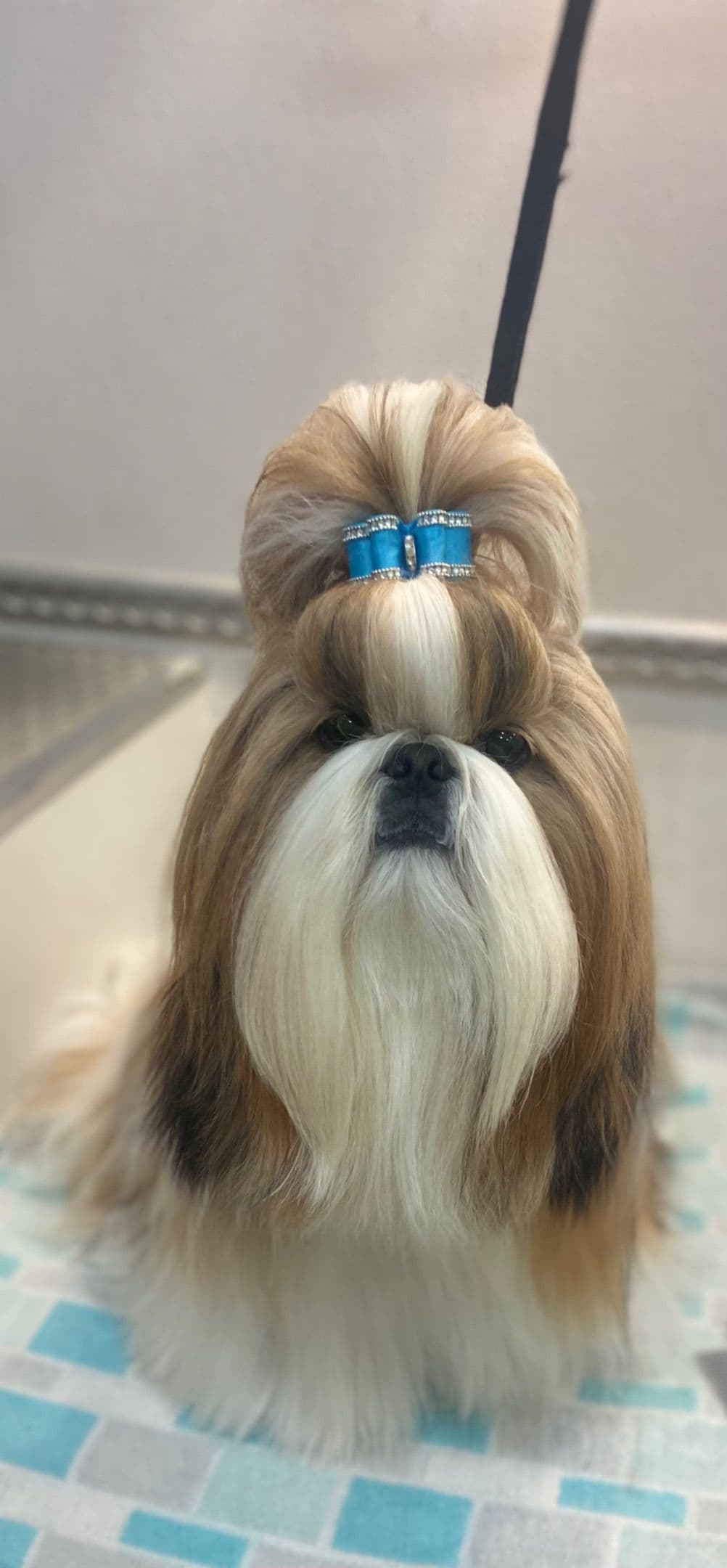 Shih Tzu Puppies breeder image 16