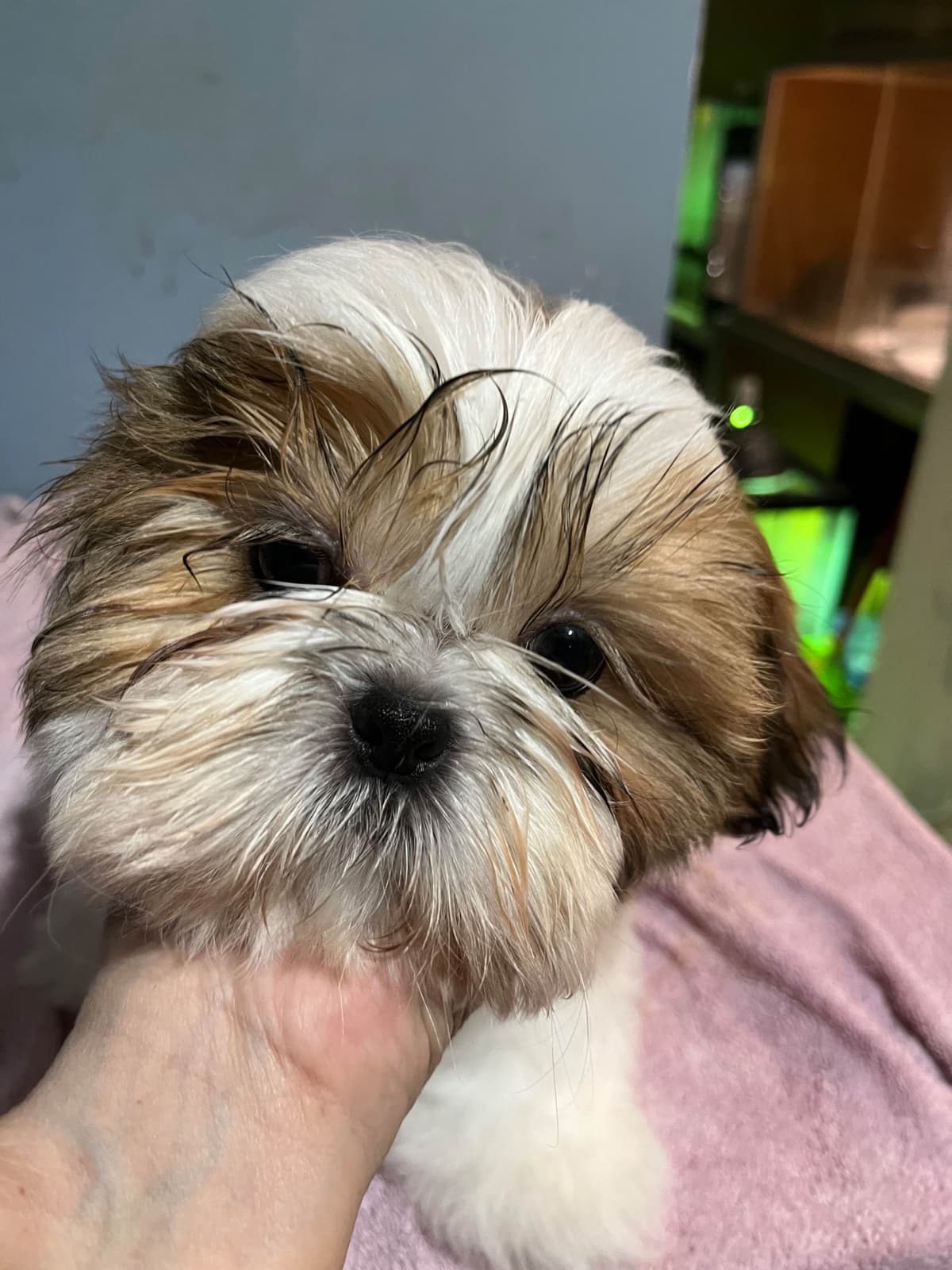 Shih Tzu Puppies breeder image 17