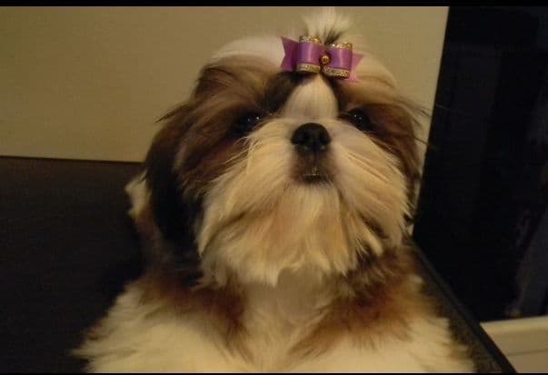 Shih Tzu Puppies media 2