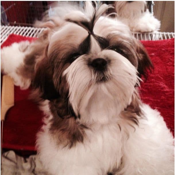 Shih Tzu Puppies media 3