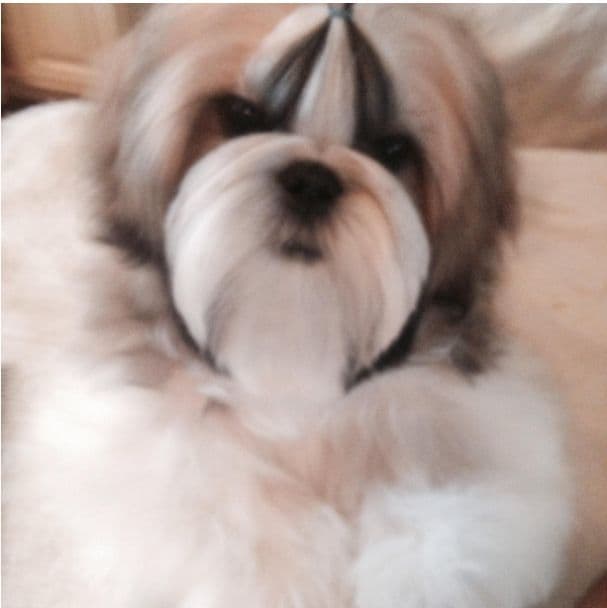 Shih Tzu Puppies media 4