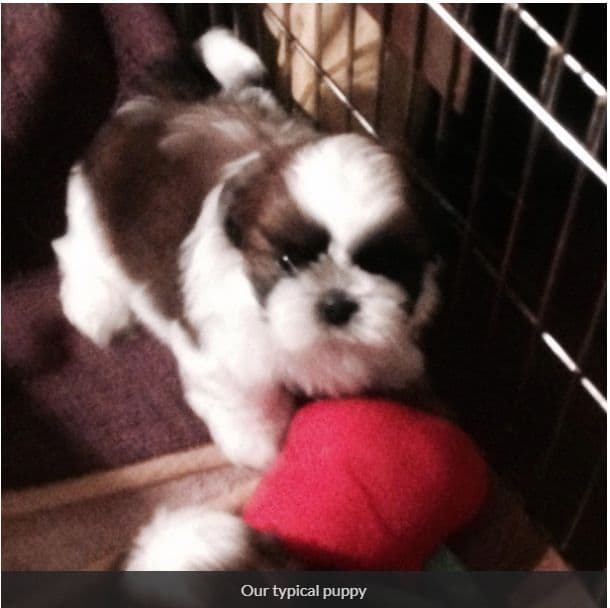 Shih Tzu Puppies media 5