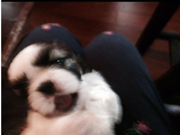 Shih Tzu Puppies media 6