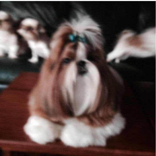 Shih Tzu Puppies media 7
