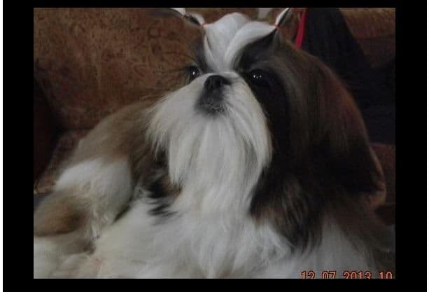 Shih Tzu Puppies media 8