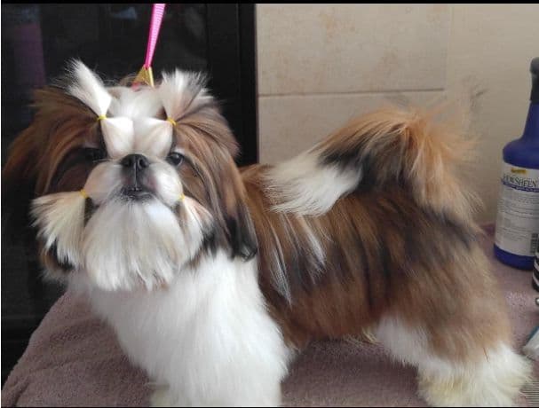 Shih Tzu Puppies media 9